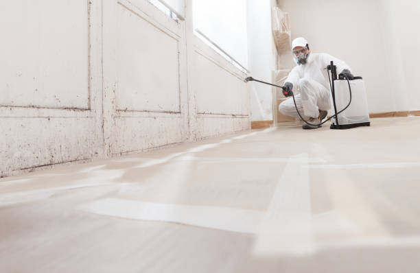 Black mold remediation team in Hopkins